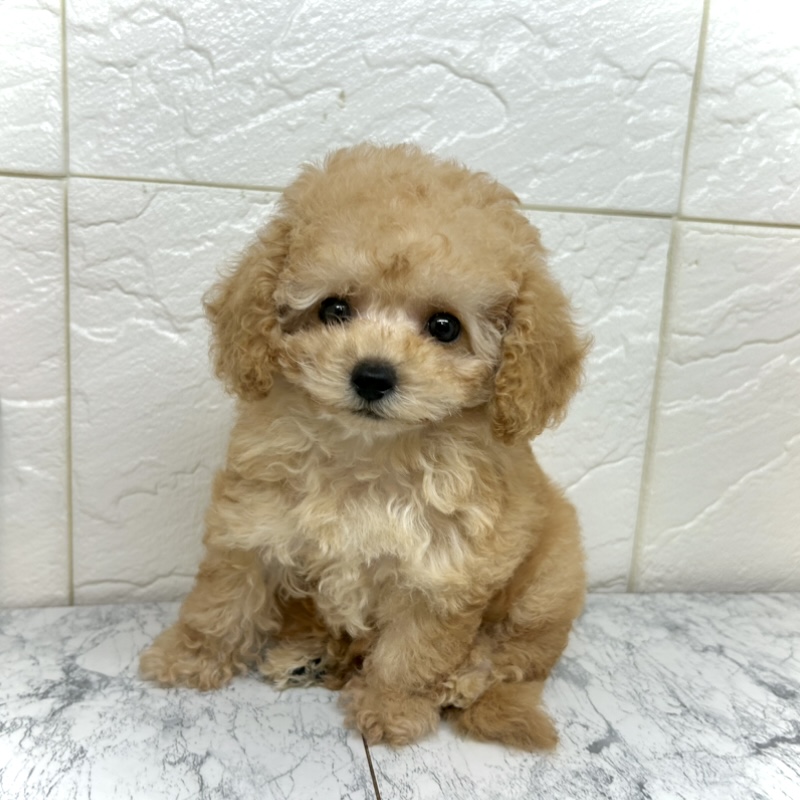 兵庫県のティーカッププードル (犬の家＆猫の里ゆめタウン姫路店/2025年5月17日生まれ/女の子/アプリコット)の子犬の3枚目の画像
