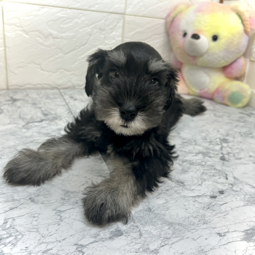 兵庫県のミニチュアシュナウザー (犬の家＆猫の里ゆめタウン姫路店/2025年5月20日生まれ/女の子/ブラックシルバー)の子犬の3枚目の画像