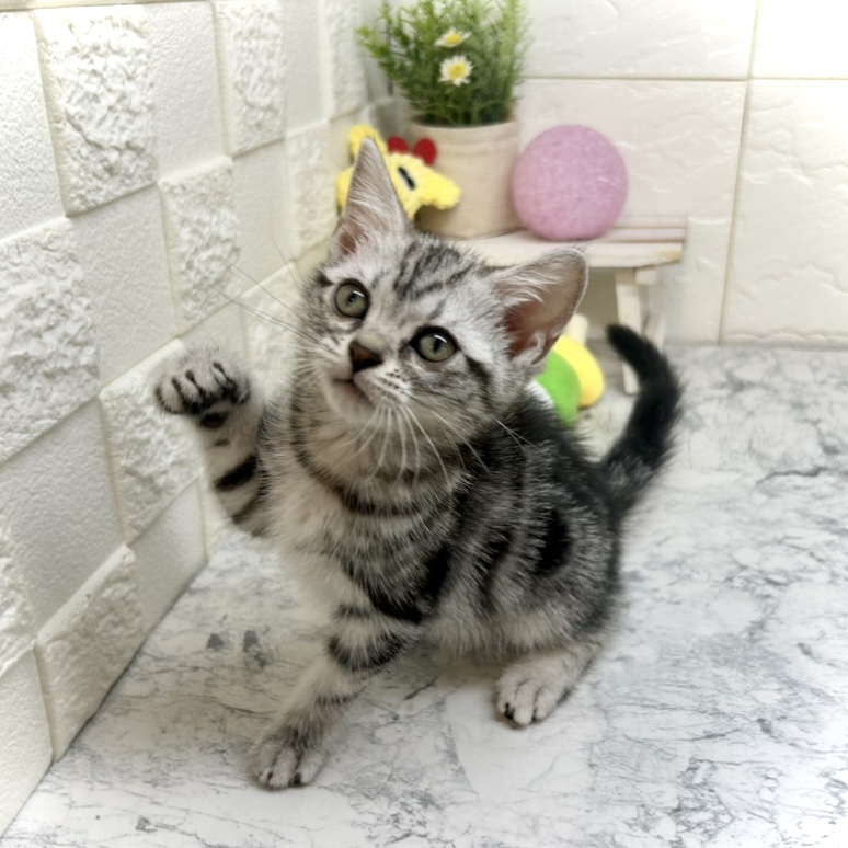 兵庫県のアメリカンショートヘアー (犬の家＆猫の里ゆめタウン姫路店/2025年5月17日生まれ/女の子/シルバータビー)の子猫の3枚目の画像