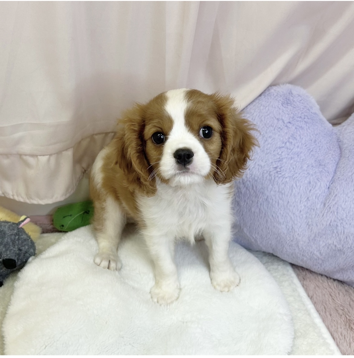 静岡県のキャバリアキングチャールズスパニエル (犬の家＆猫の里マークイズ静岡店/2026年6月23日生まれ/男の子/ブレンハイム)の子犬の1枚目の画像