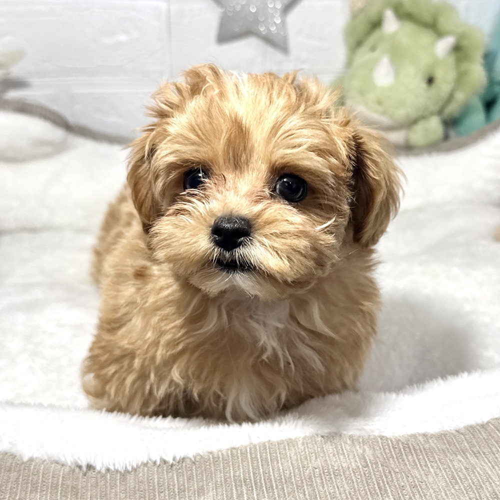 兵庫県のマルプー(マルチーズ×プードル) (犬の家＆猫の里ニッケパークタウン加古川店/2026年2月4日生まれ/女の子/アプリコットホワイト)の子犬の1枚目の画像