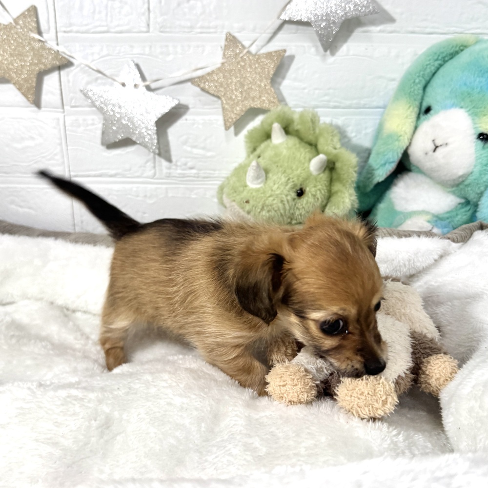 兵庫県のチワックス(チワワ×ダックス) (犬の家＆猫の里ニッケパークタウン加古川店/2026年2月3日生まれ/女の子/シェーデットレッド)の子犬の3枚目の画像