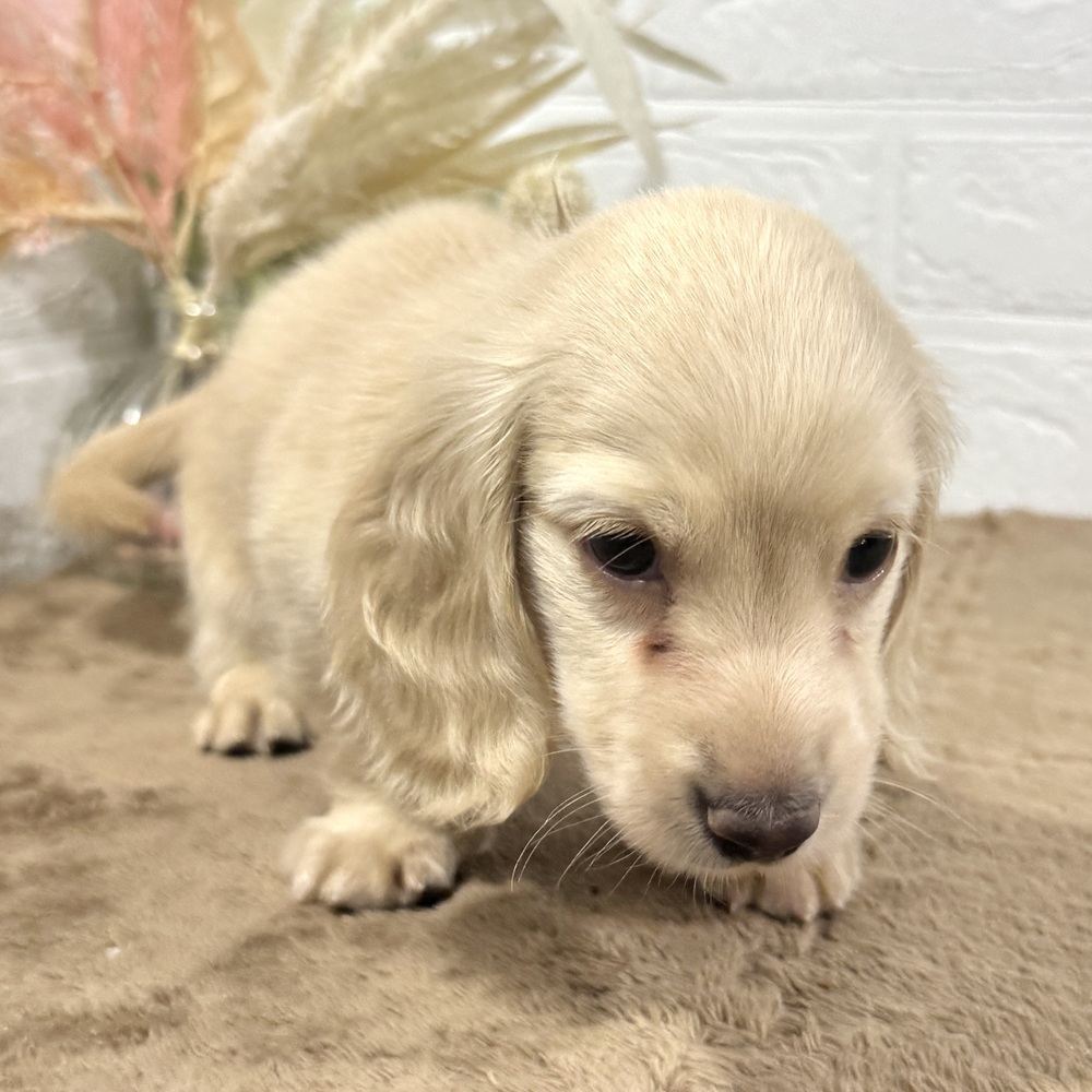 兵庫県のカニンヘンダックスフンド(ロング) (犬の家＆猫の里ニッケパークタウン加古川店/2025年7月12日生まれ/男の子/イエロー)の子犬の3枚目の画像