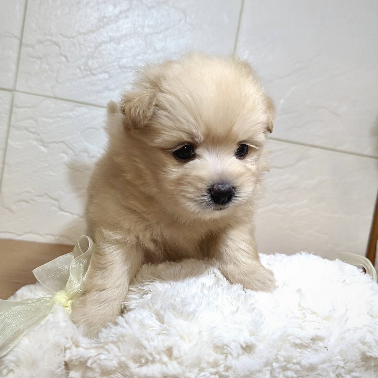 ダルメシアンの特徴や性格について紹介します ペットショップ 犬の家 猫の里 子犬だけでなく子猫の情報もたくさん