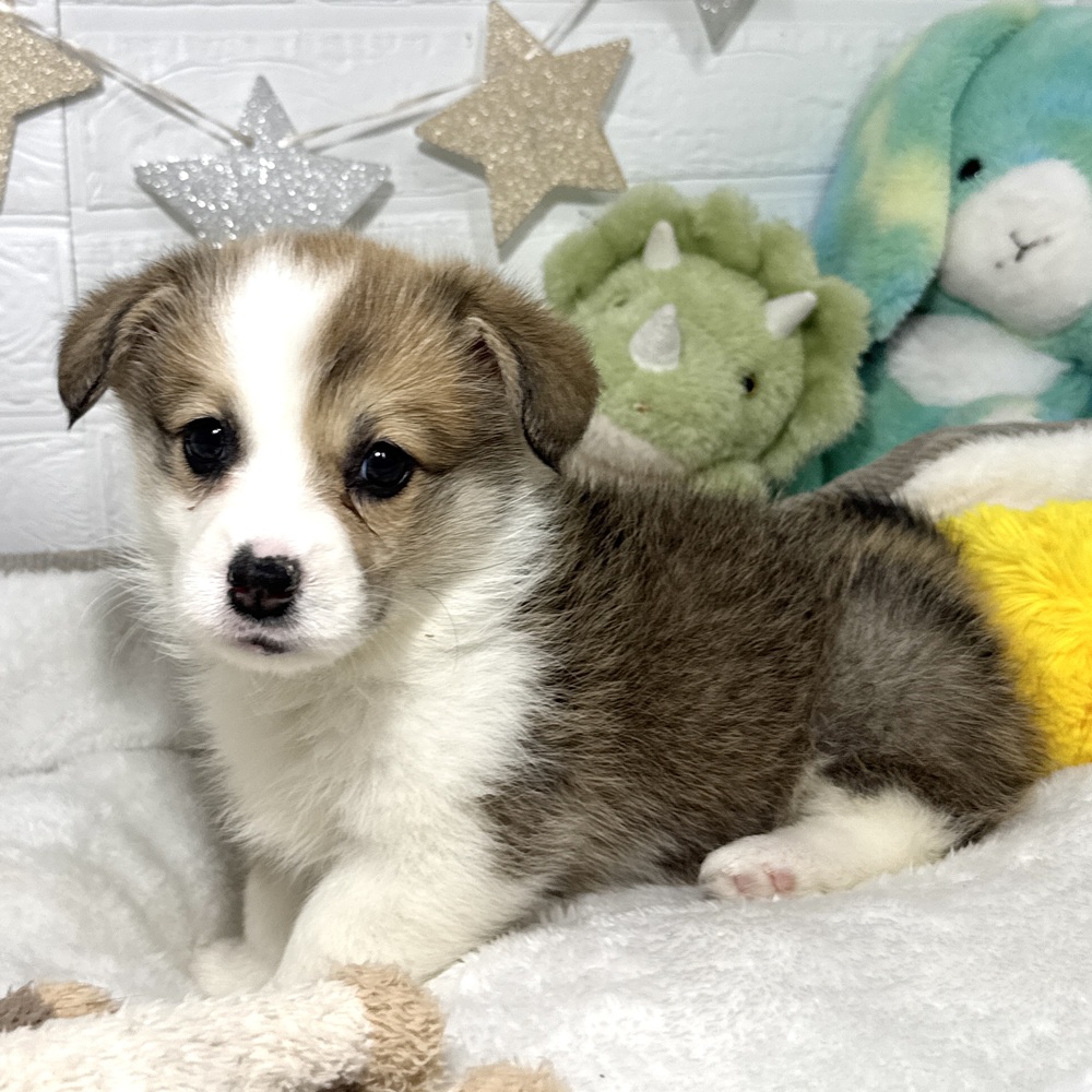 兵庫県のウェルシュコーギーペンブローク (犬の家＆猫の里ニッケパークタウン加古川店/2026年2月5日生まれ/女の子/セーブルホワイト)の子犬の3枚目の画像