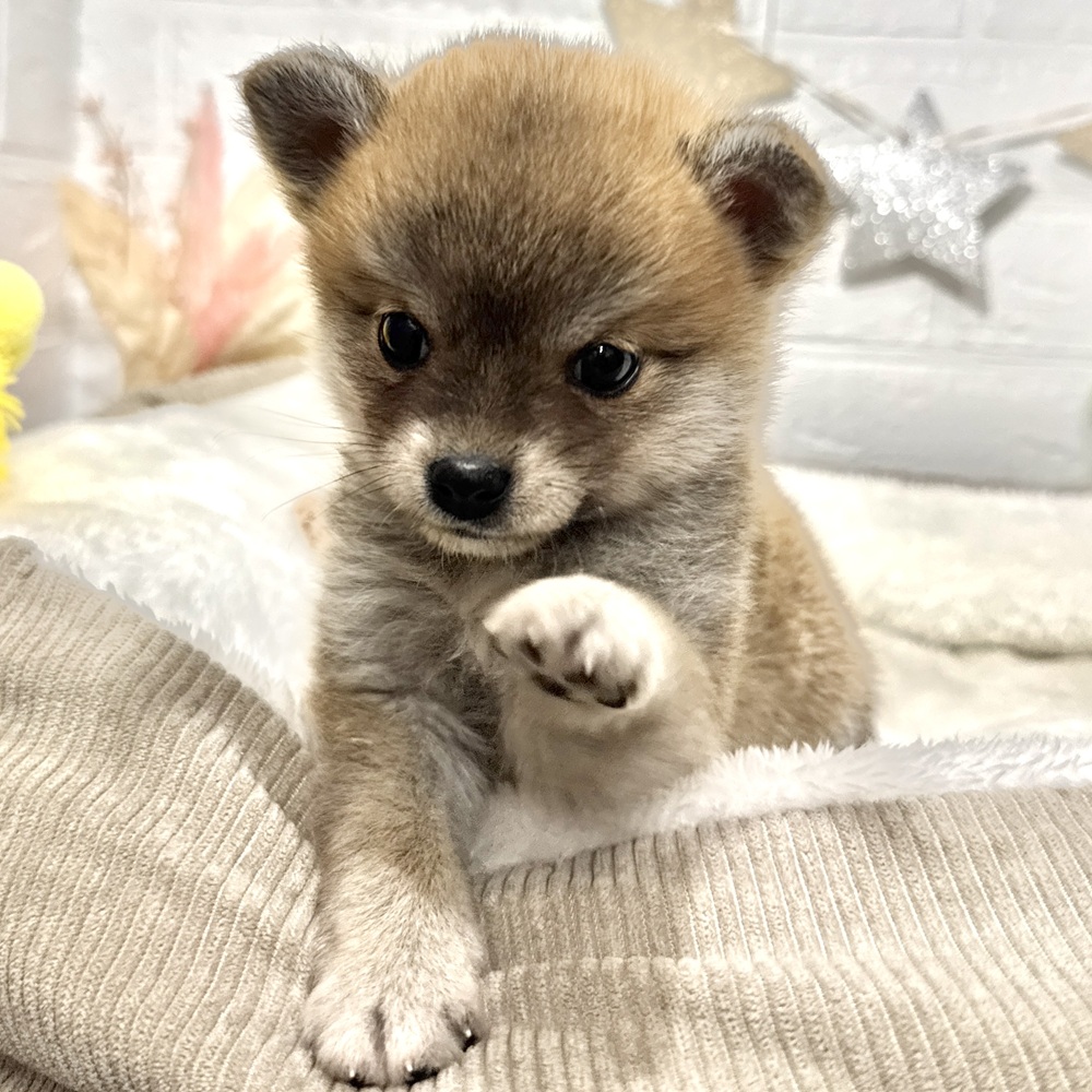 ハーフ犬女の子の写真