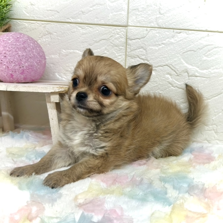 兵庫県のチワワ(ロング) (犬の家＆猫の里ゆめタウン姫路店/2025年10月1日生まれ/女の子/レッド)の子犬の3枚目の画像