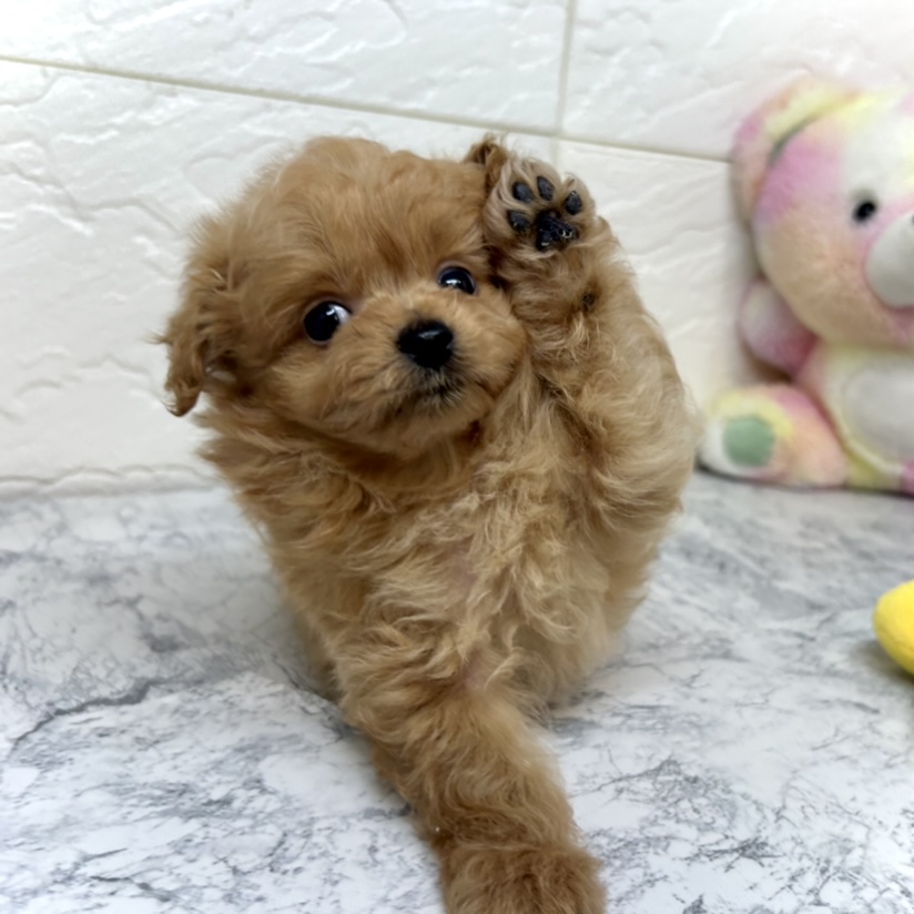 兵庫県のポメプー(ポメラニアン×プードル) (犬の家＆猫の里ゆめタウン姫路店/2025年5月20日生まれ/男の子/アプリコット)の子犬の3枚目の画像