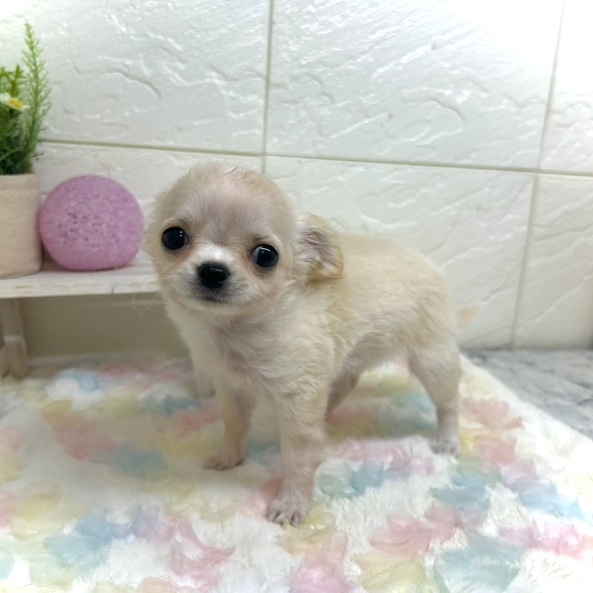 兵庫県のチワワ(ロング) (犬の家＆猫の里ゆめタウン姫路店/2025年10月1日生まれ/女の子/クリームホワイト)の子犬の3枚目の画像