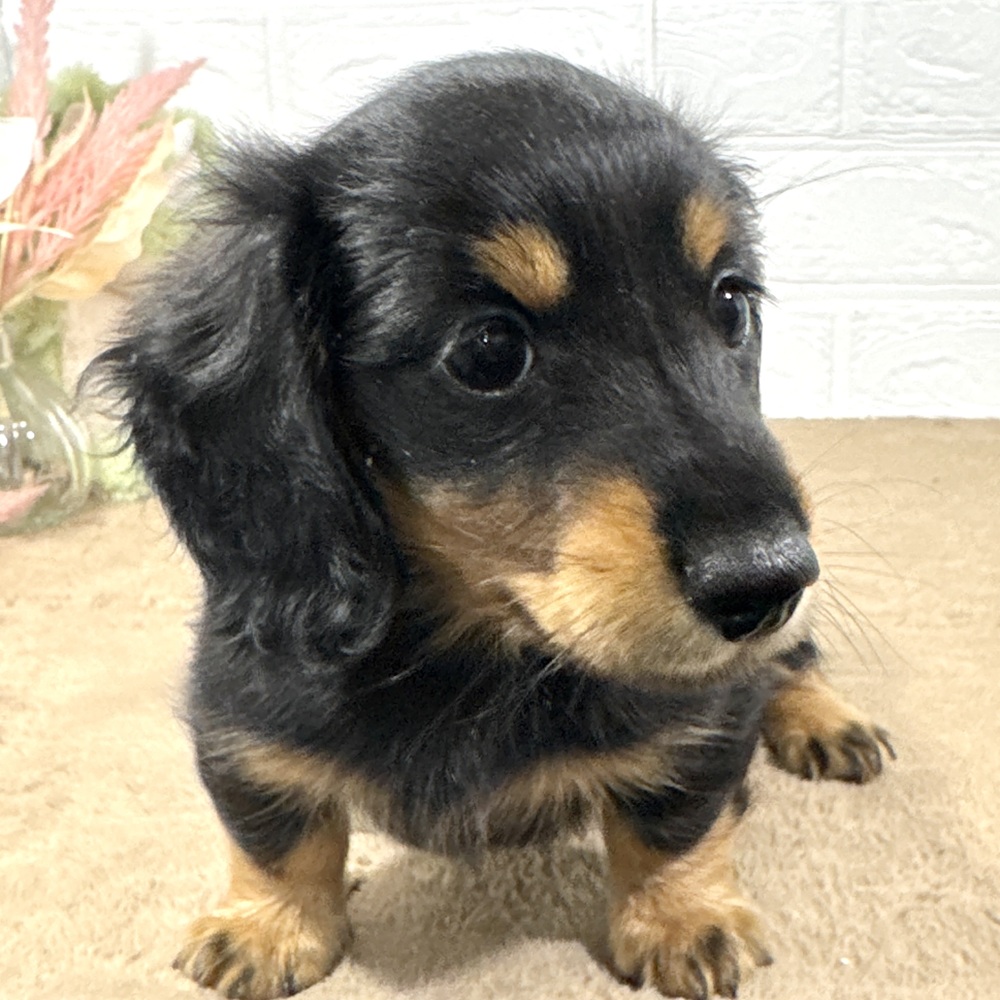 兵庫県のミニチュアダックスフンド(ロング) (犬の家＆猫の里ニッケパークタウン加古川店/2025年7月14日生まれ/女の子/ブラックタン)の子犬の3枚目の画像