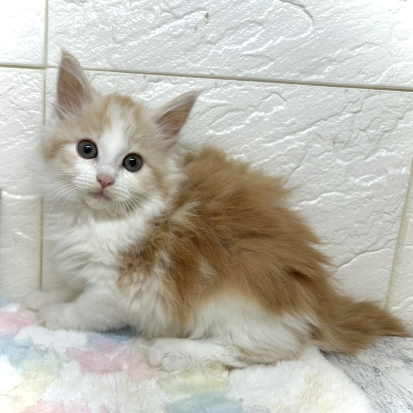 ノルウェージャンフォレストキャット女の子の写真