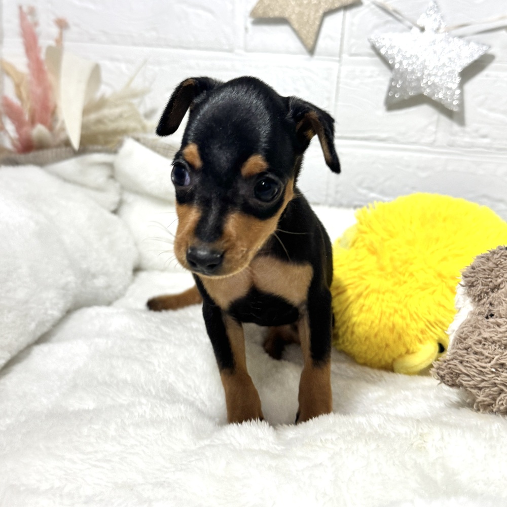 兵庫県のミニチュアピンシャー (犬の家＆猫の里ニッケパークタウン加古川店/2026年2月7日生まれ/女の子/ブラックタン)の子犬の3枚目の画像