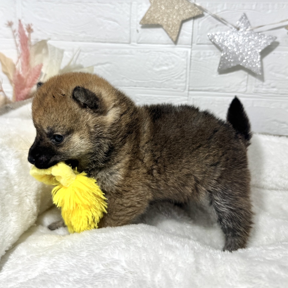 兵庫県の豆柴 (犬の家＆猫の里ニッケパークタウン加古川店/2026年2月8日生まれ/女の子/赤)の子犬の3枚目の画像