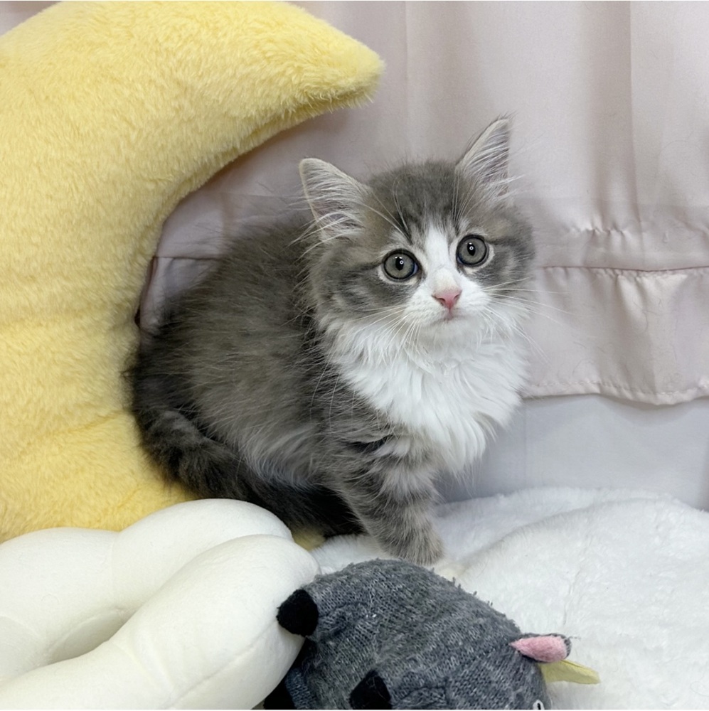 静岡県のサイベリアン (犬の家＆猫の里マークイズ静岡店/2026年7月4日生まれ/男の子/ブルータビーホワイト)の子猫の3枚目の画像