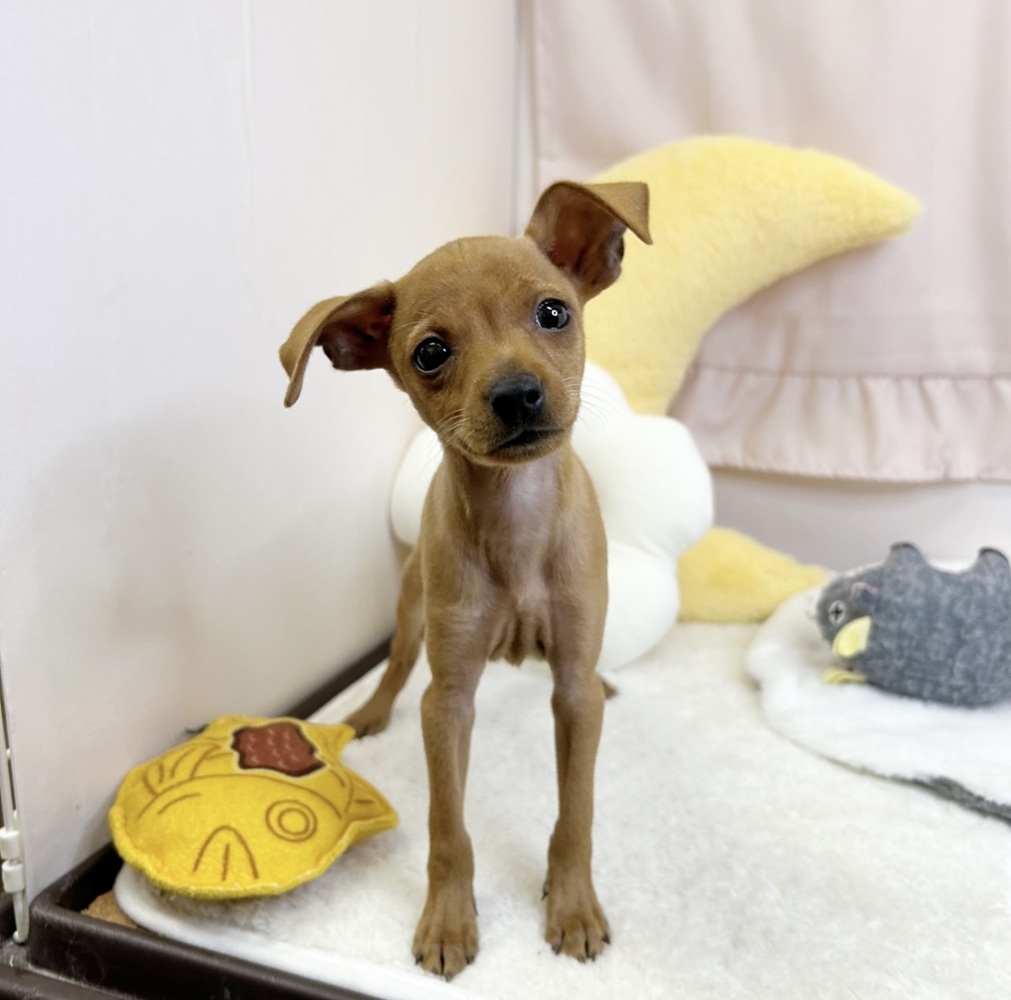 静岡県のミニチュアピンシャー (犬の家＆猫の里マークイズ静岡店/2026年7月8日生まれ/男の子/レッド)の子犬の3枚目の画像