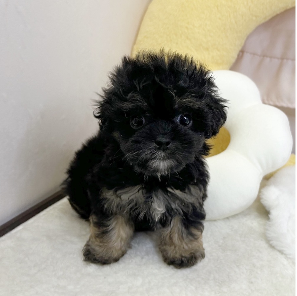 静岡県のプーズー/プーシーズ(プードル×シーズー) (犬の家＆猫の里マークイズ静岡店/2026年7月13日生まれ/男の子/ブラックタン)の子犬の3枚目の画像