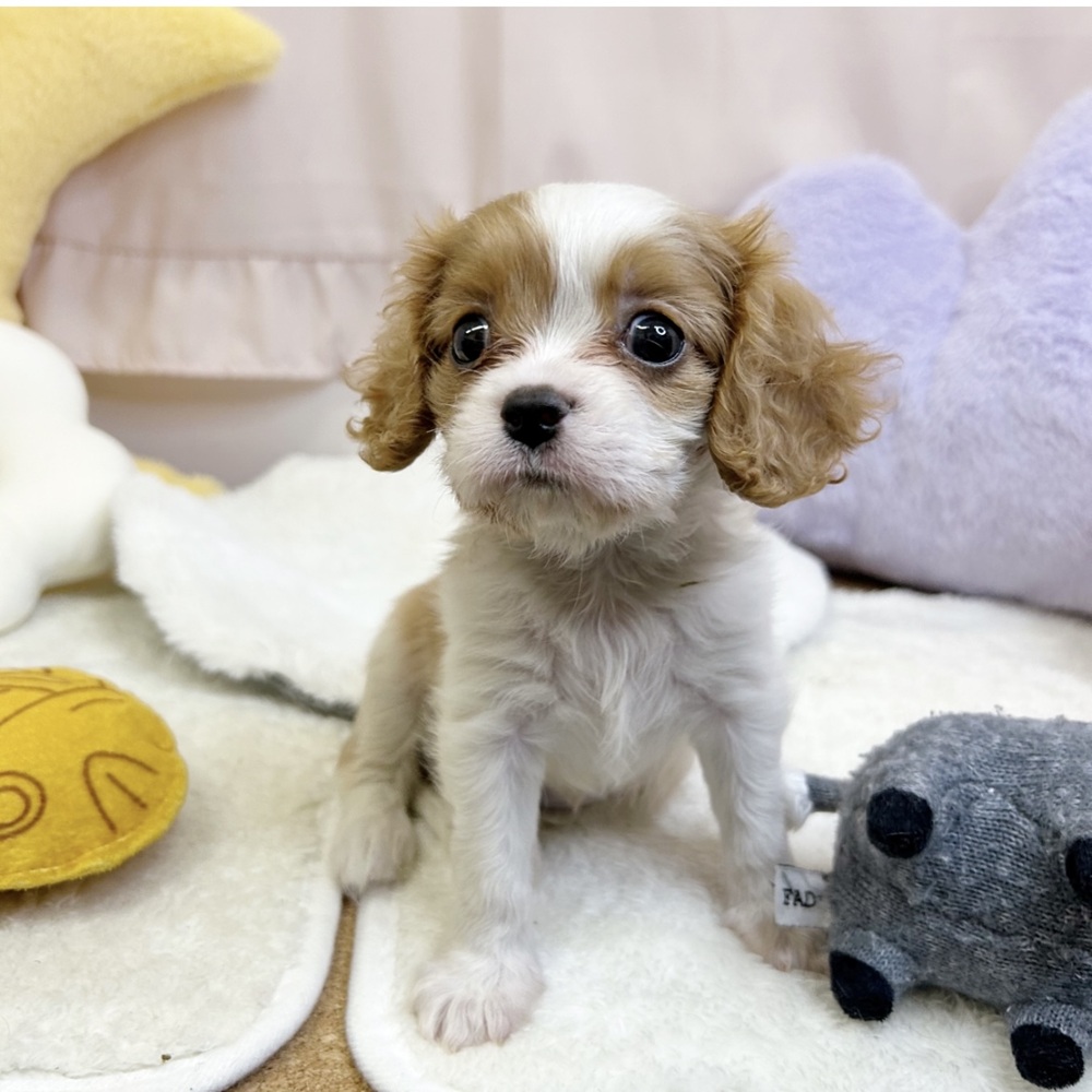 静岡県のキャバリアキングチャールズスパニエル (犬の家＆猫の里マークイズ静岡店/2026年7月12日生まれ/女の子/ブレンハイム)の子犬の3枚目の画像