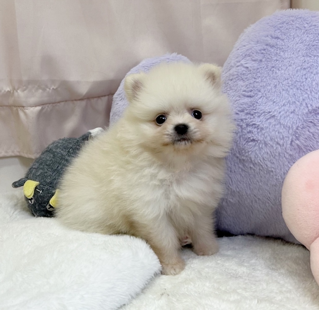 静岡県のポメラニアン (犬の家＆猫の里マークイズ静岡店/2026年7月14日生まれ/女の子/クリーム)の子犬の3枚目の画像