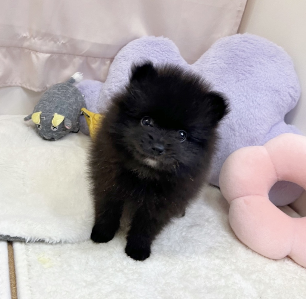 静岡県のポメラニアン (犬の家＆猫の里マークイズ静岡店/2026年7月13日生まれ/男の子/ブラック)の子犬の3枚目の画像