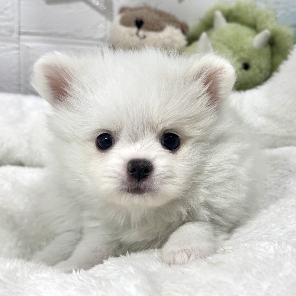 兵庫県のポメチワ/チワポメ/ポメチー(ポメラニアン×チワワ) (犬の家＆猫の里ニッケパークタウン加古川店/2026年2月10日生まれ/女の子/クリームホワイト)の子犬の1枚目の画像