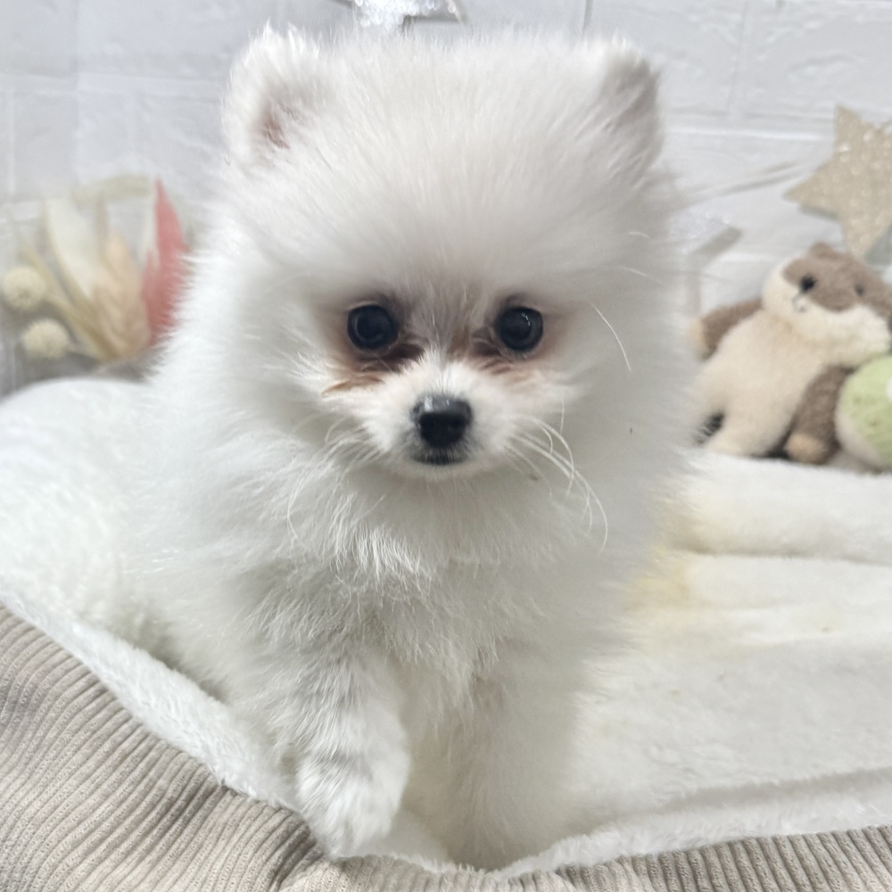 兵庫県のポメラニアン (犬の家＆猫の里ニッケパークタウン加古川店/2026年2月9日生まれ/女の子/クリーム)の子犬の3枚目の画像