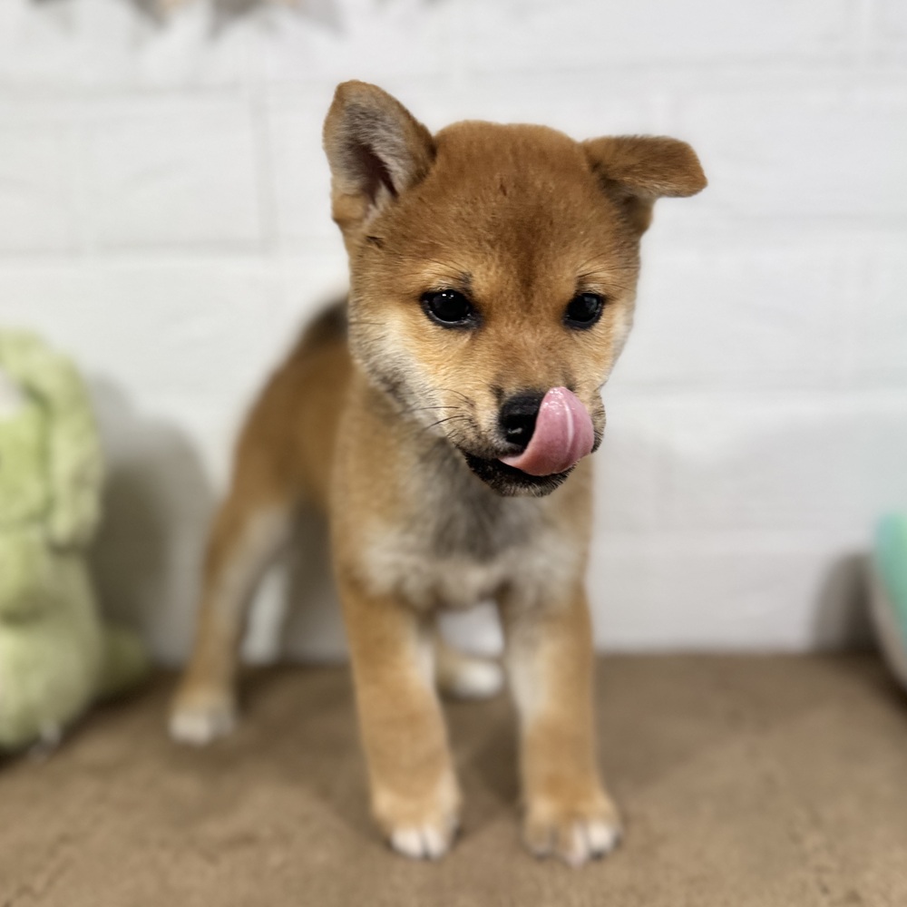 兵庫県の柴犬(標準サイズ) (犬の家＆猫の里ニッケパークタウン加古川店/2025年7月24日生まれ/男の子/赤)の子犬の3枚目の画像