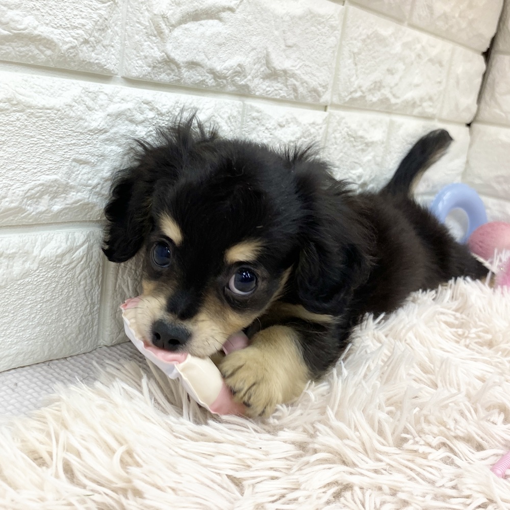 愛知県のチワックス(チワワ×ダックス) (犬の家＆猫の里MEGAドン・キホーテ東海名和店/2025年6月7日生まれ/女の子/ブラックタン)の子犬の3枚目の画像