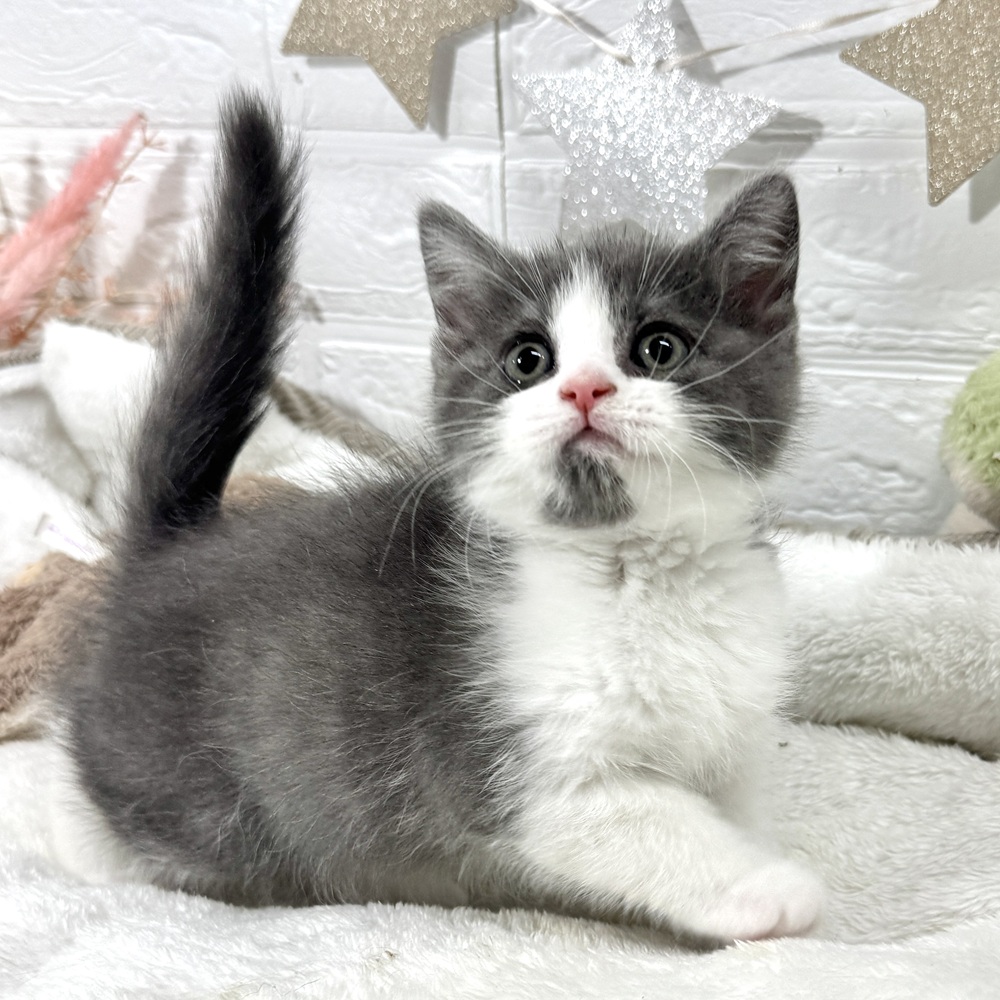 兵庫県のスコティッシュフォールド (犬の家＆猫の里ニッケパークタウン加古川店/2026年2月11日生まれ/男の子/ブルータビーホワイト)の子猫の3枚目の画像