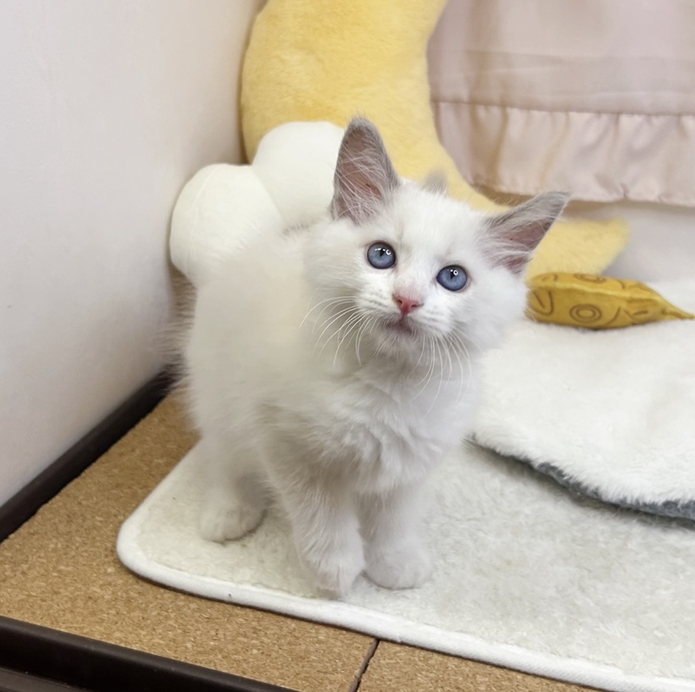 静岡県のラグドール (犬の家＆猫の里マークイズ静岡店/2026年7月25日生まれ/男の子/ブルーポイントバイカラー)の子猫の3枚目の画像