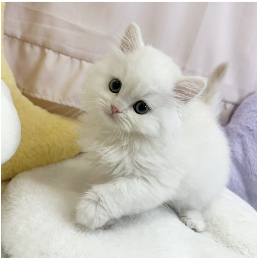 静岡県のミヌエット (犬の家＆猫の里マークイズ静岡店/2026年7月27日生まれ/女の子/シェルカメオホワイト)の子猫の3枚目の画像