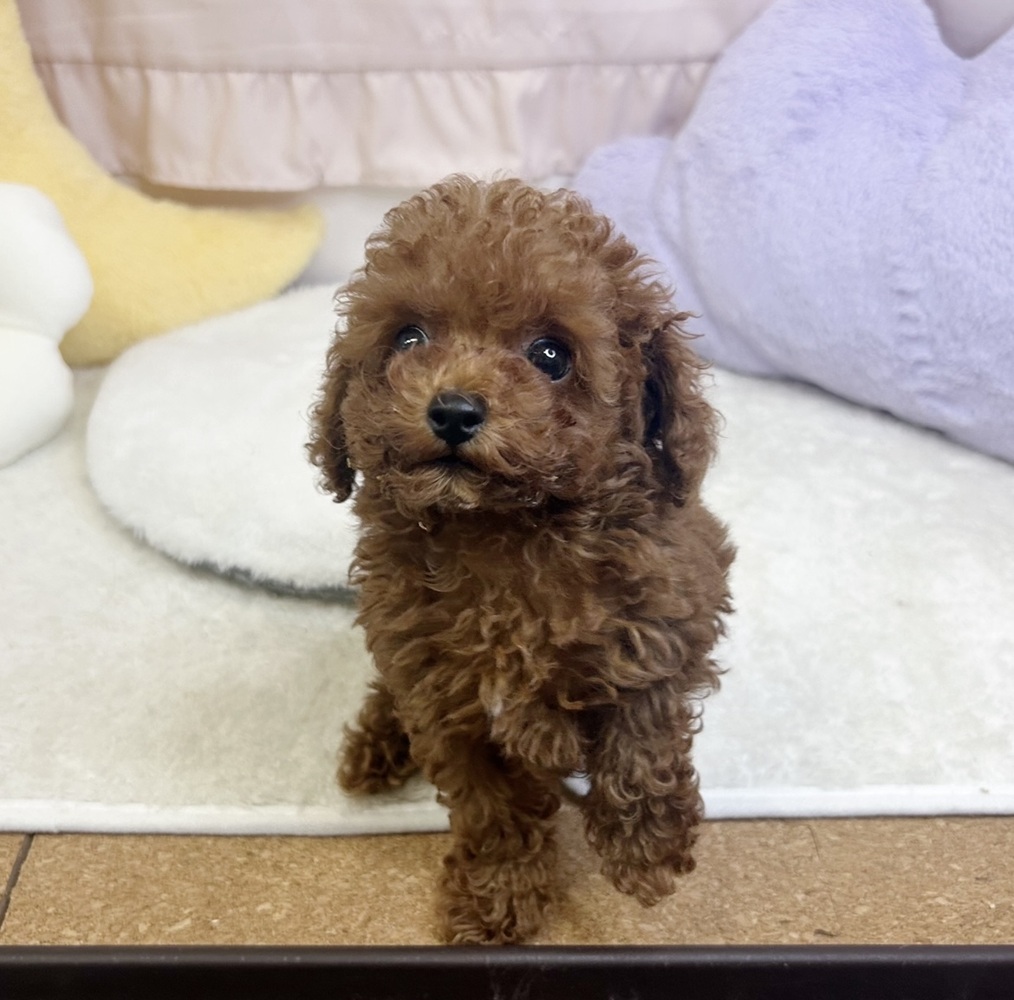 静岡県のトイプードル(トイ) (犬の家＆猫の里マークイズ静岡店/2026年7月23日生まれ/男の子/レッド)の子犬の1枚目の画像