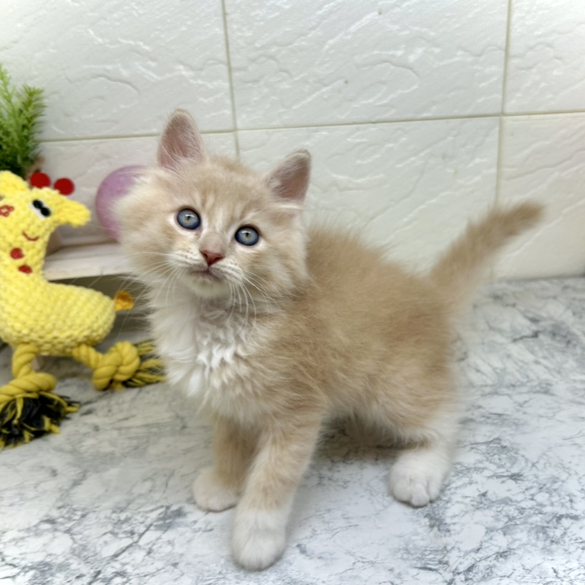 兵庫県のラガマフィン (犬の家＆猫の里ゆめタウン姫路店/2025年5月25日生まれ/男の子/クリームマッカレルタビーホワイト)の子猫の1枚目の画像