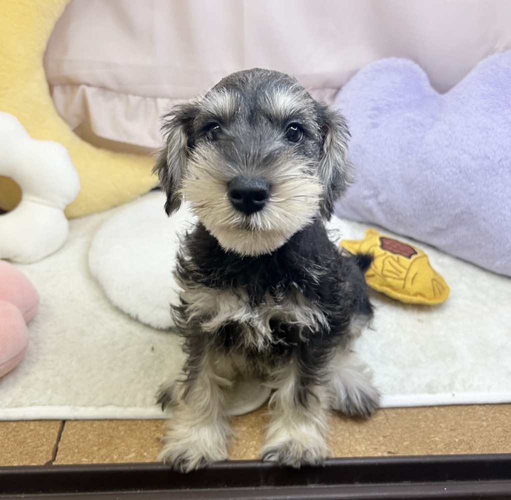 静岡県のミニチュアシュナウザー (犬の家＆猫の里マークイズ静岡店/2026年7月25日生まれ/女の子/ソルトペッパー)の子犬の3枚目の画像