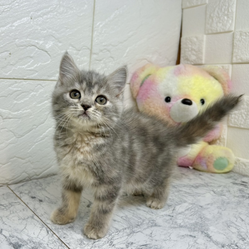 兵庫県のスコティッシュストレート (犬の家＆猫の里ゆめタウン姫路店/2025年5月24日生まれ/女の子/ブルーパッチドタビーホワイト)の子猫の3枚目の画像