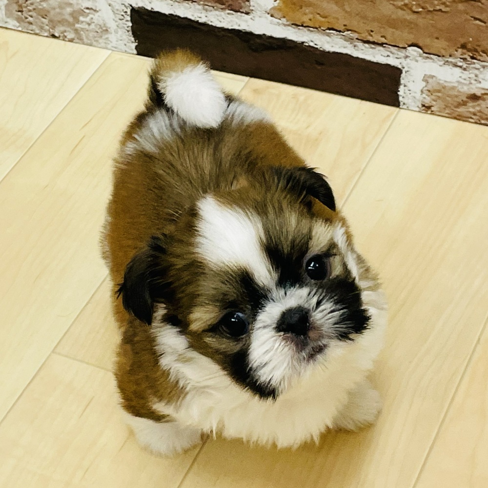 愛知県のシーズー (犬の家＆猫の里七宝店/2025年10月3日生まれ/男の子/ゴールドホワイト)の子犬の3枚目の画像