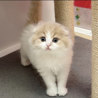 静岡県のスコティッシュフォールド (犬の家＆猫の里マークイズ静岡店/2026年1月5日生まれ/女の子/クリームホワイト)の子猫の3枚目の画像