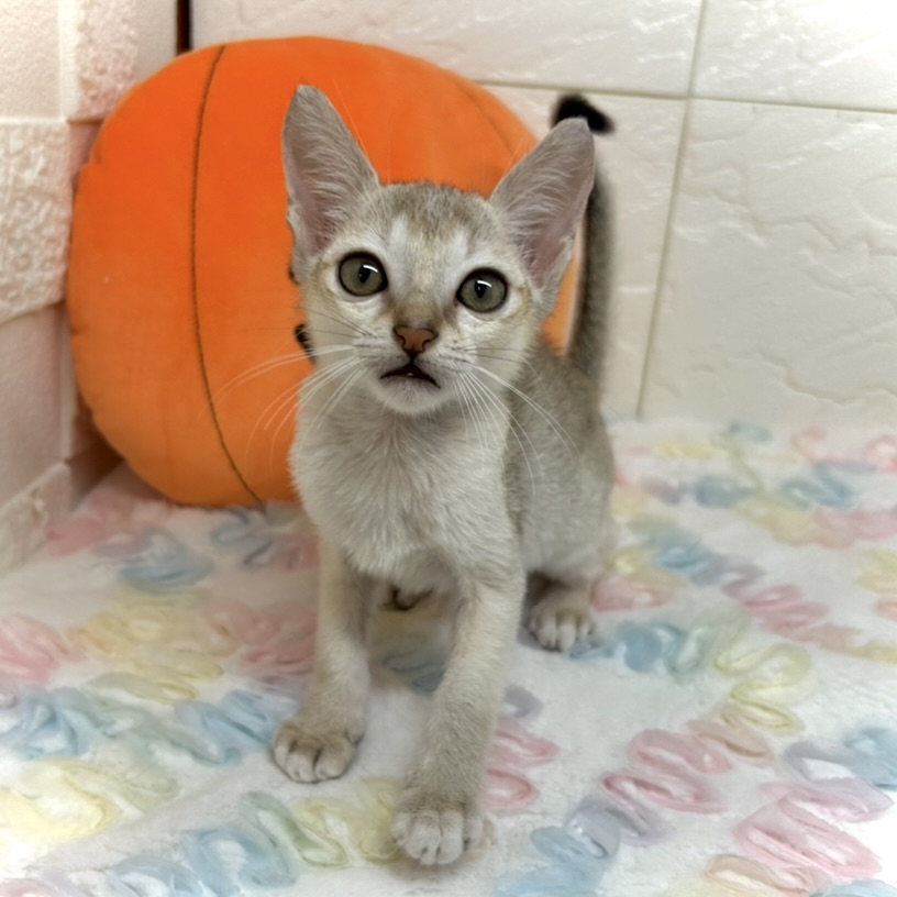 兵庫県のシンガプーラ (犬の家＆猫の里ゆめタウン姫路店/2025年8月6日生まれ/男の子/セピアアグーティ)の子猫の3枚目の画像