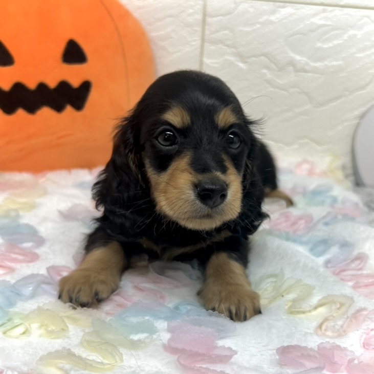 兵庫県のミニチュアダックスフンド(ロング) (犬の家＆猫の里ゆめタウン姫路店/2025年8月12日生まれ/女の子/ブラックタン)の子犬の3枚目の画像