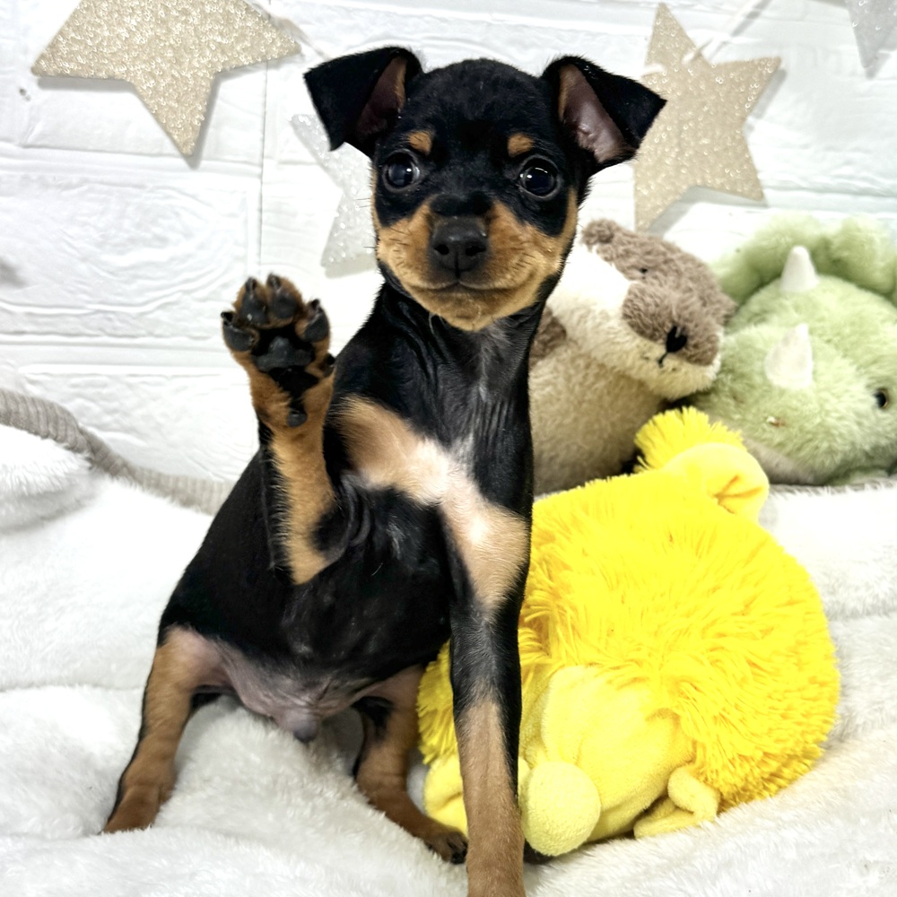 兵庫県のミニチュアピンシャー (犬の家＆猫の里ニッケパークタウン加古川店/2026年2月14日生まれ/男の子/ブラックタン)の子犬の3枚目の画像