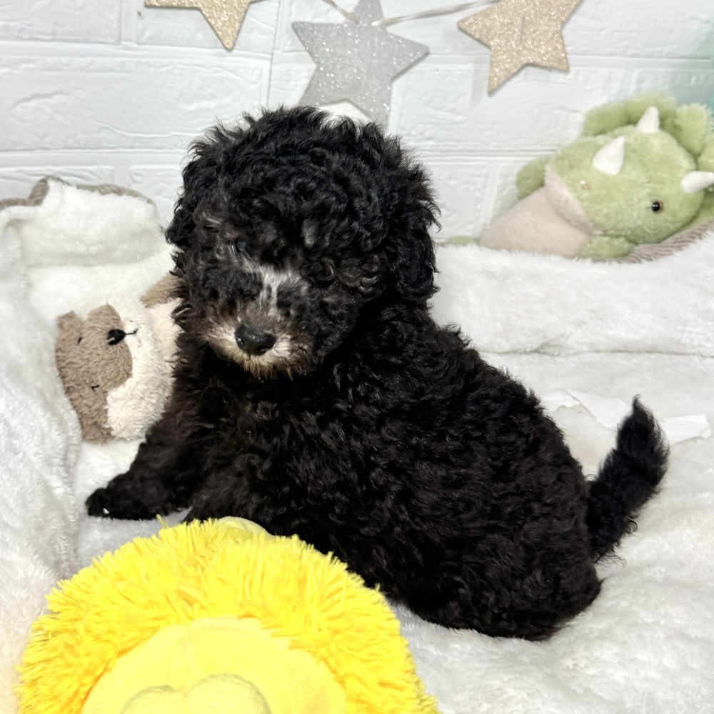 兵庫県のトイプードル(トイ) (犬の家＆猫の里ニッケパークタウン加古川店/2026年2月13日生まれ/男の子/グレー)の子犬の3枚目の画像