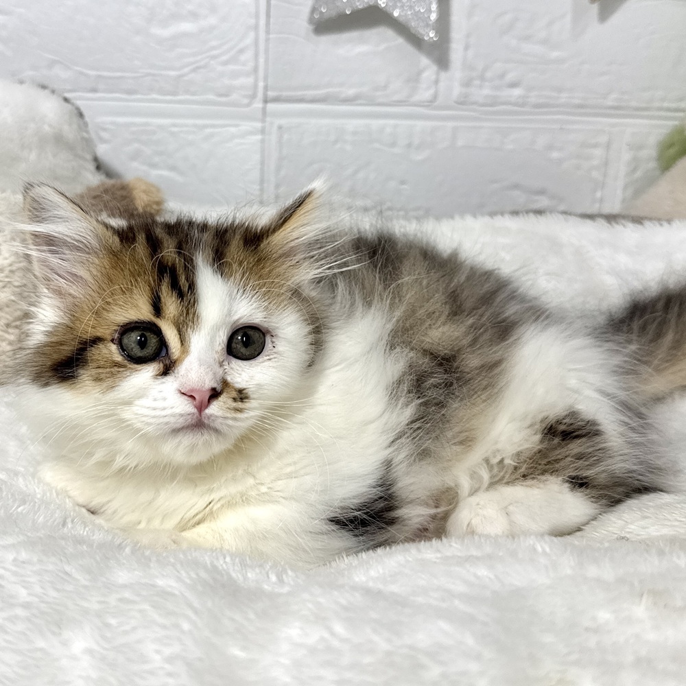 兵庫県のミヌエット (犬の家＆猫の里ニッケパークタウン加古川店/2026年2月6日生まれ/女の子/ブラウンパッチドタビーホワイト)の子猫の3枚目の画像
