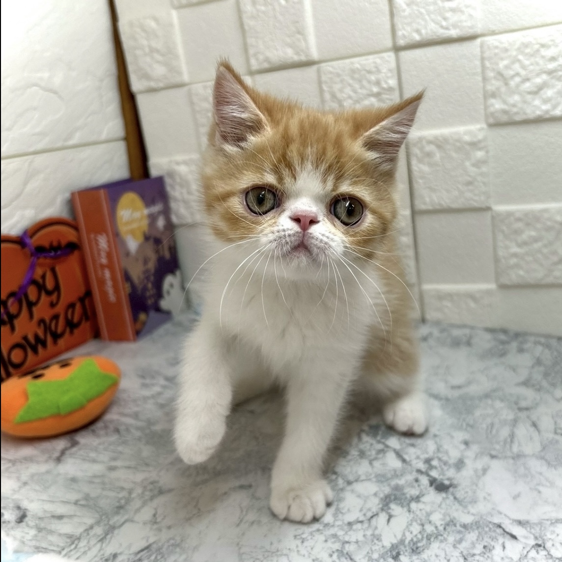 兵庫県のエキゾチック (犬の家＆猫の里ゆめタウン姫路店/2025年8月14日生まれ/男の子/レッドタビーホワイト)の子猫の3枚目の画像