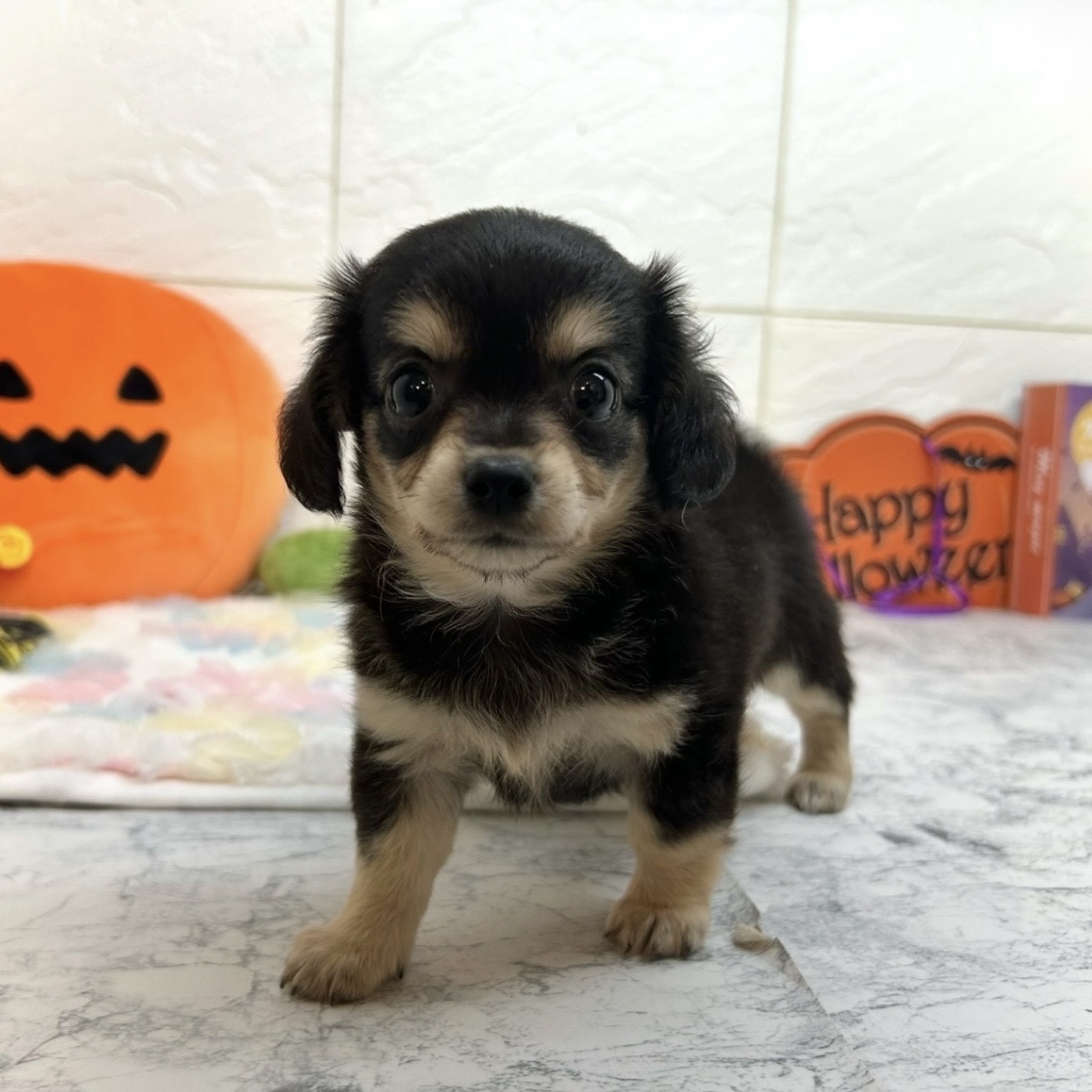 兵庫県のチワックス(チワワ×ダックス) (犬の家＆猫の里ゆめタウン姫路店/2025年8月17日生まれ/女の子/ブラッククリーム)の子犬の3枚目の画像