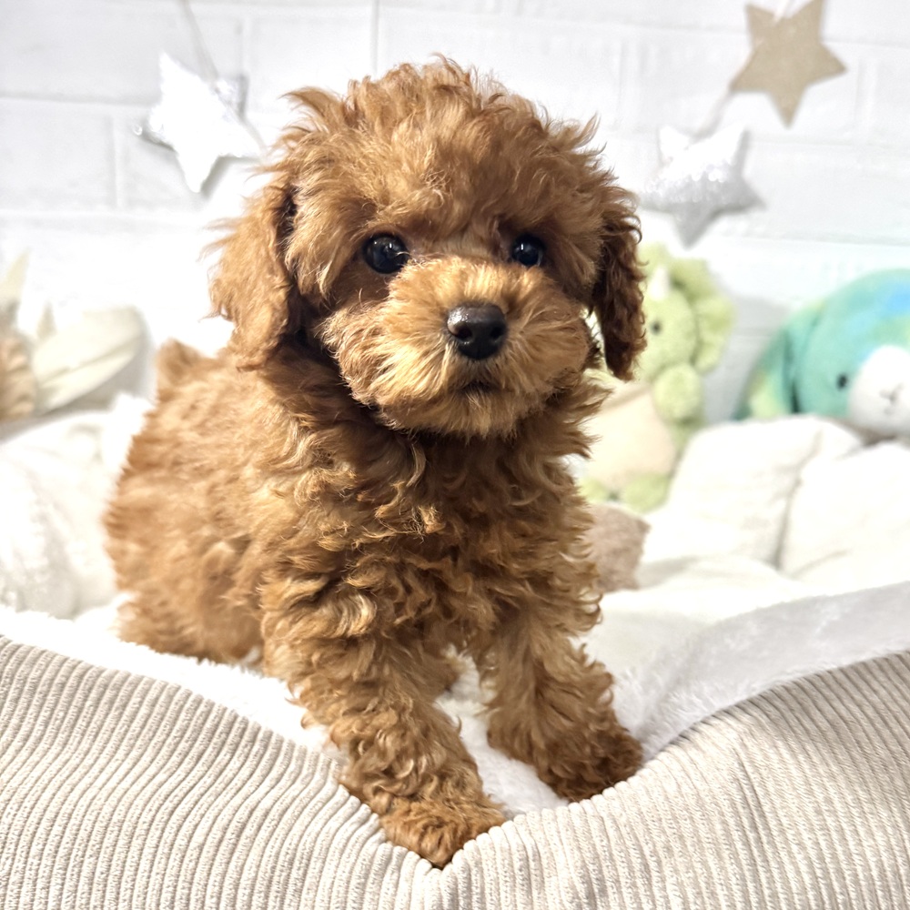 兵庫県のトイプードル(トイ) (犬の家＆猫の里ニッケパークタウン加古川店/2026年2月5日生まれ/女の子/レッドフォーン)の子犬の3枚目の画像