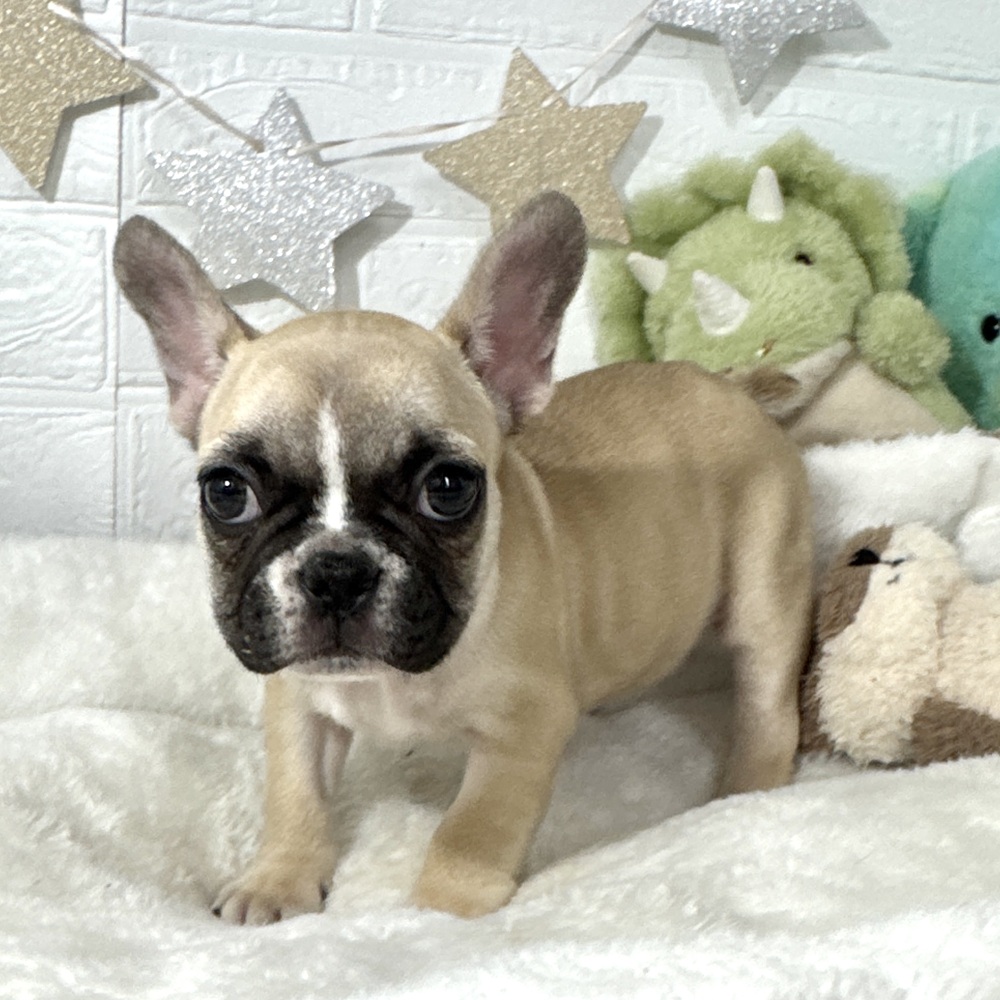 兵庫県のフレンチブルドッグ (犬の家＆猫の里ニッケパークタウン加古川店/2026年2月21日生まれ/女の子/フォーンホワイト)の子犬の3枚目の画像