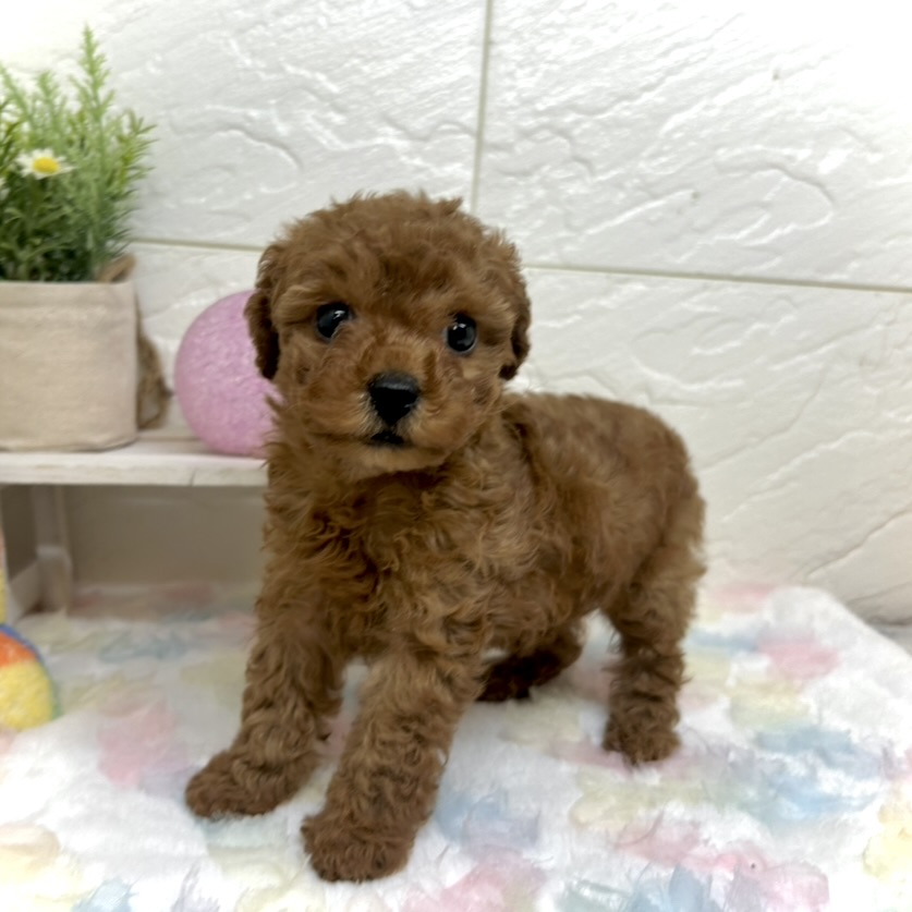 兵庫県のトイプードル(ティーカップ) (犬の家＆猫の里ゆめタウン姫路店/2025年10月8日生まれ/女の子/レッドフォーン)の子犬の3枚目の画像