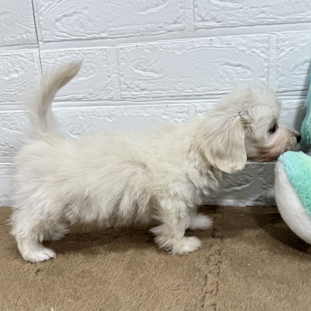 兵庫県のマルックス(マルチーズ×ダックス) (犬の家＆猫の里ニッケパークタウン加古川店/2025年8月2日生まれ/男の子/ホワイト)の子犬の3枚目の画像