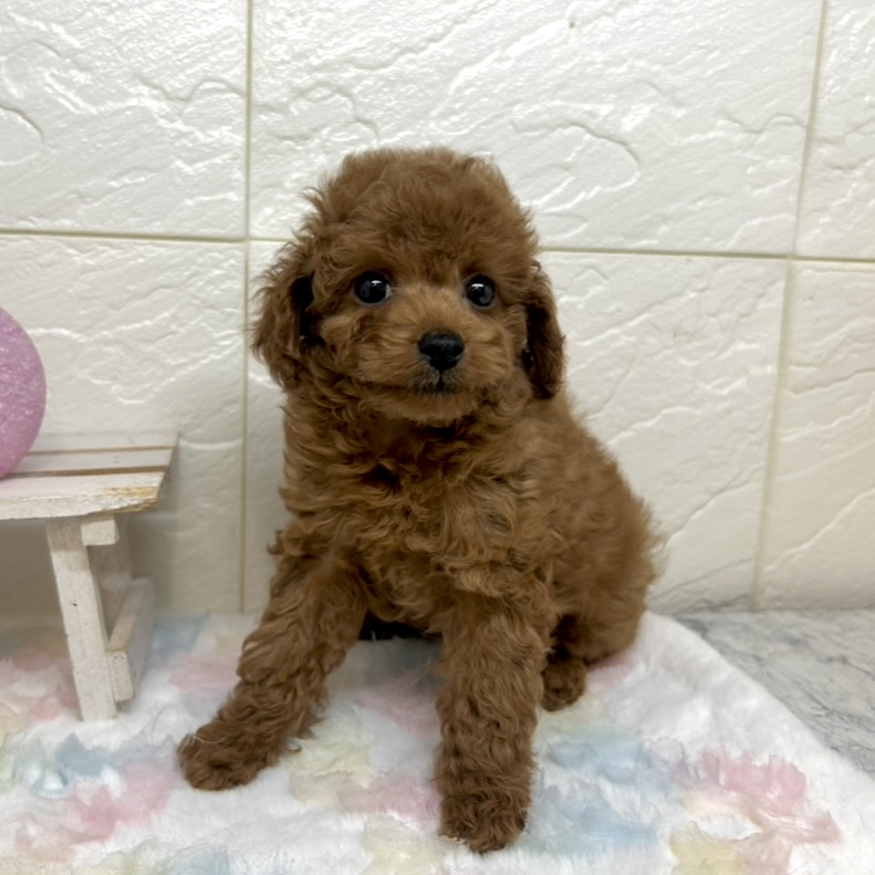 兵庫県のトイプードル(トイ) (犬の家＆猫の里ゆめタウン姫路店/2025年10月8日生まれ/男の子/レッドフォーン)の子犬の3枚目の画像