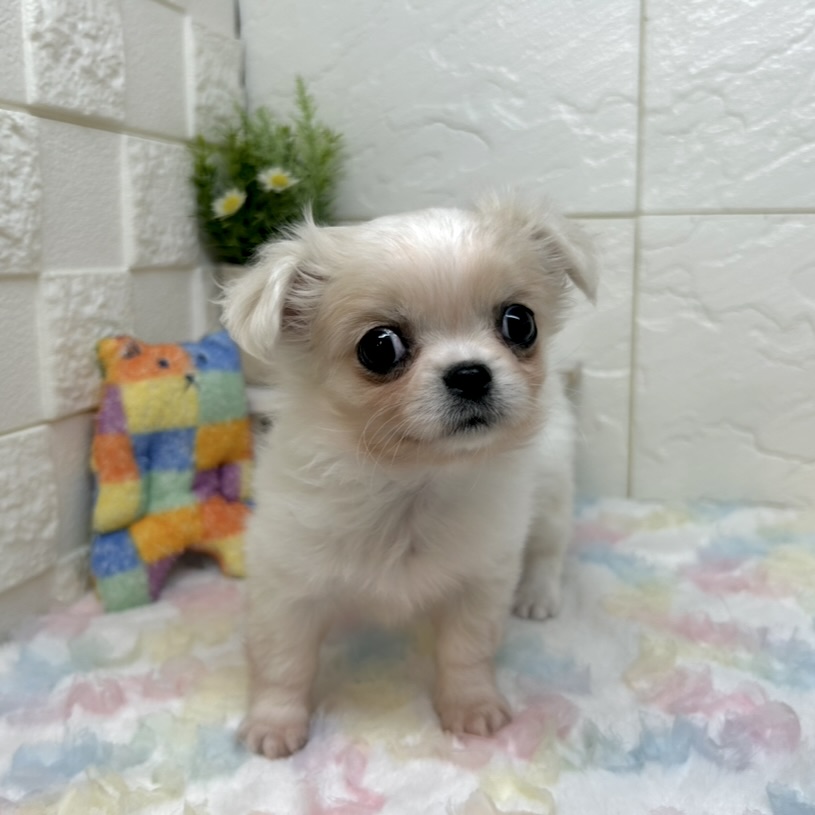 兵庫県のチワペキ/ペキチー/ペキチワ(チワワ×ペキニーズ) (犬の家＆猫の里ゆめタウン姫路店/2025年10月5日生まれ/女の子/クリームホワイト)の子犬の3枚目の画像