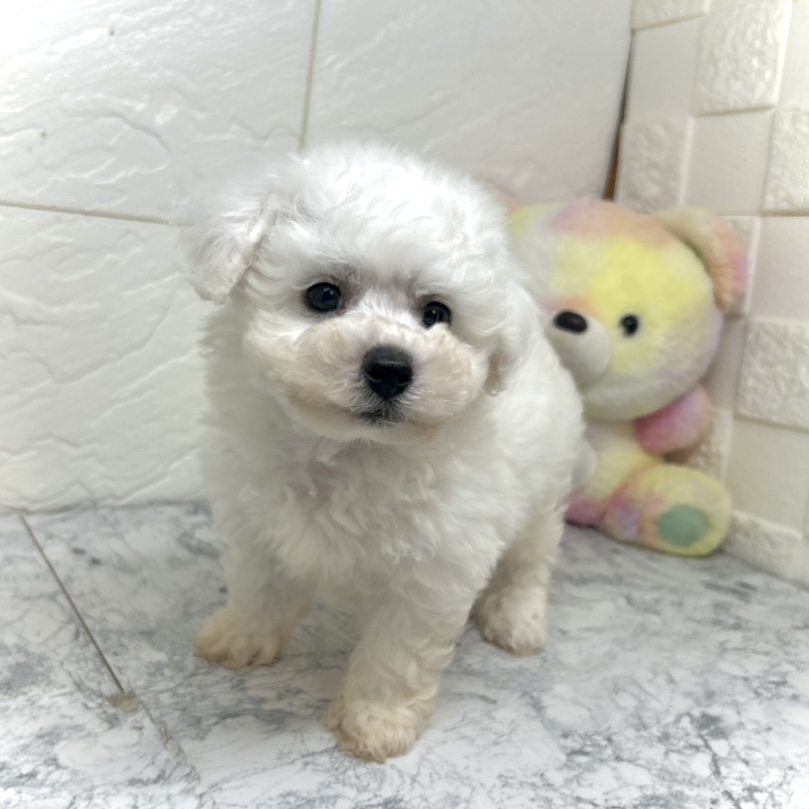 兵庫県のビションフリーゼ (犬の家＆猫の里ゆめタウン姫路店/2025年5月30日生まれ/男の子/ホワイト)の子犬の3枚目の画像